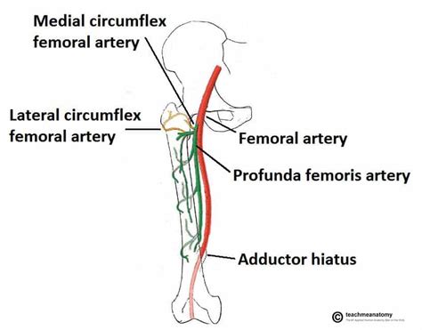 Arteries of the Lower Limb - Thigh - Leg - Foot - TeachMeAnatomy