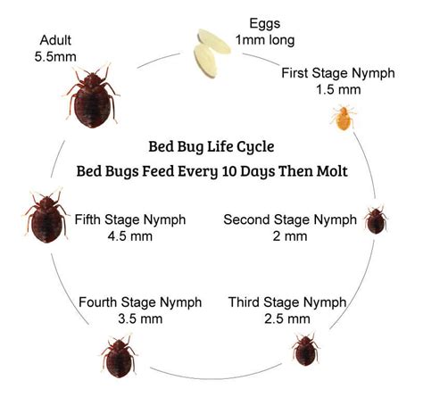 7 Stages Of The Bed Bug Life Cycle You Need To Know