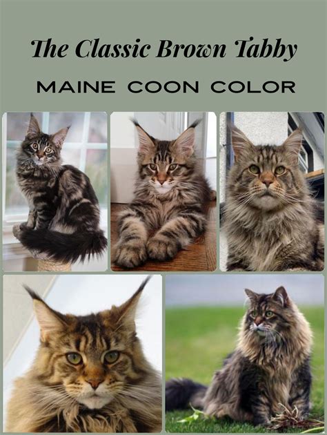 The Brown Tabby Maine Coon Cat Color: So Beautiful!