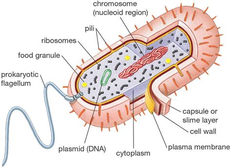 Biology 101: Prokaryotic vs. Eukaryotic Cells | Prokaryotic cell, Cell diagram, Cells worksheet