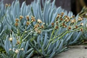 Plants & Flowers » Senecio serpens