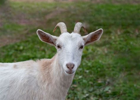 Kiko Goats: Everything You Need to Know About This Breed