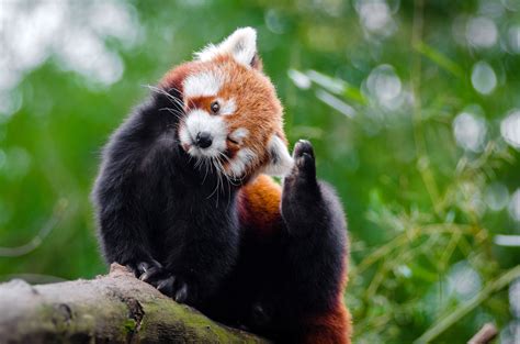 Cute Red Panda - Ailurus fulgens in a tree image - Free stock photo - Public Domain photo - CC0 ...