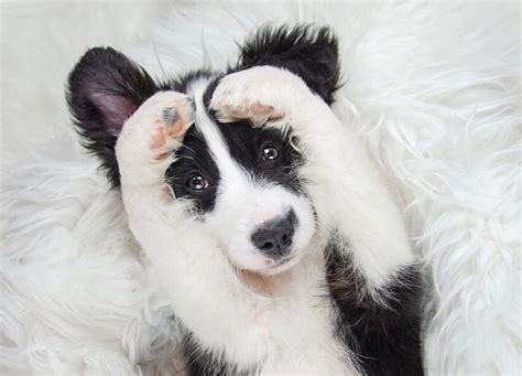 Border Collie Breed Information Guide: Facts & Pictures | BARK