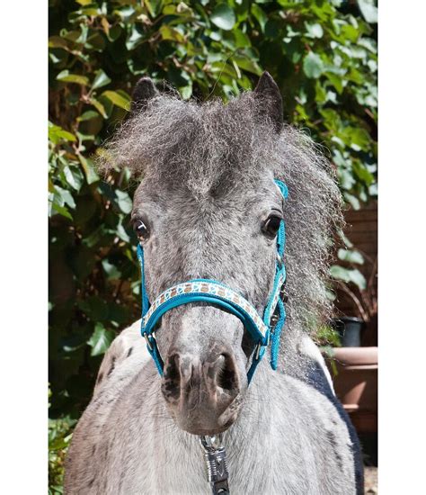 Foal Headcollar Sweet Horses - Foal & Mini Shetland Pony Headcollars ...