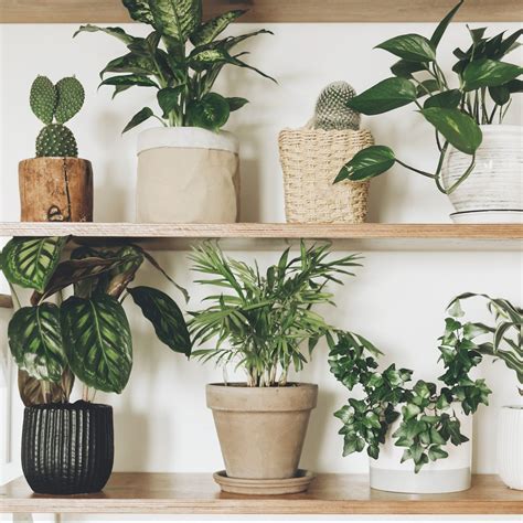 28 Low-Light Indoor Plants — Low-Light Houseplants