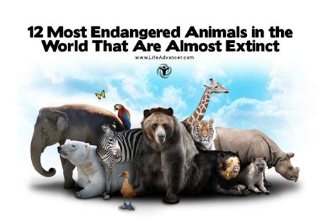 Almost Extinct Animals In The World