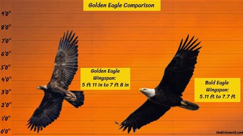 Golden Eagle Wingspan: How Big Is It Compared To Others?