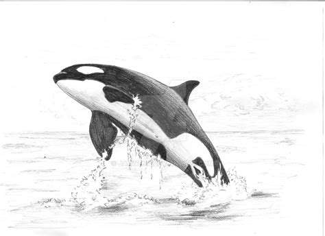 Killer whale by jarwena on DeviantArt