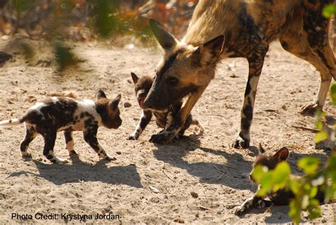 African Wild Dogs – Center for Ecosystem Sentinels