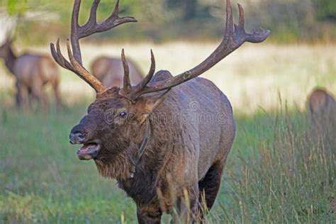 Head Shot of a Bull Elk with Large Antlers in Cataloochee. Stock Image ...