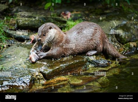 Eurasian otter (Lutra lutra), eating a fish, Bavaria, Germany Stock ...