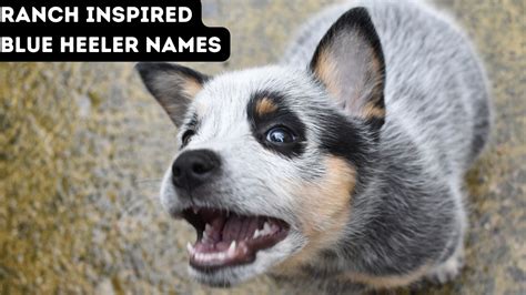 150+ Blue Heeler Names from the Land Down Under!