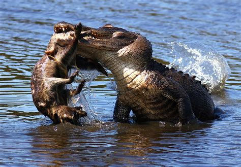 Alligator eating a raccoon : r/natureismetal