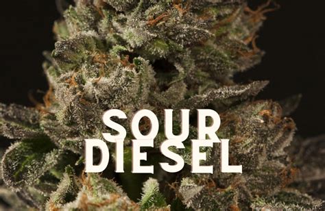 Sour Diesel: History, Taste and Effects of Bittersweet Weed!