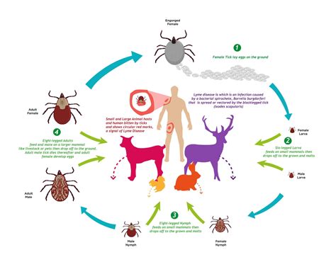 Tick Life Cycle | Jackson County Vector Control District