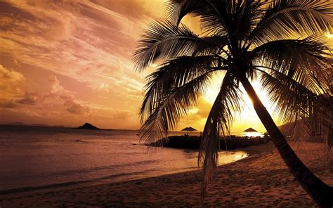 Sunset Palm Trees Wallpaper - WallpaperSafari