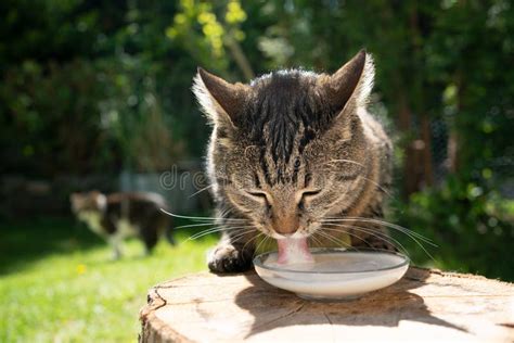 1,845 Cat Drinking Milk Stock Photos - Free & Royalty-Free Stock Photos ...