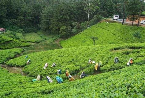 Sylhet Tea Gardens, Bangladesh | Bangladesh travel, Sylhet, Places to travel