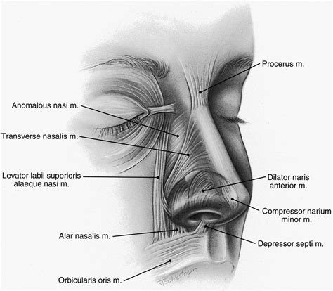 Surgical Anatomy of the Nose - Clinics in Plastic Surgery