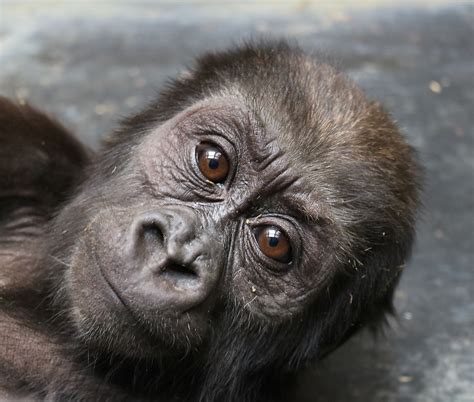 #GorillaStory: Moke on the Mend | Smithsonian's National Zoo and Conservation Biology Institute