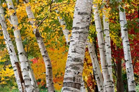 Betula papyrifera (Paper Birch)