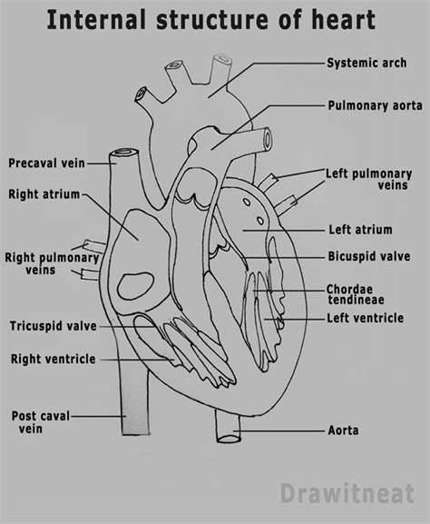 Human Heart Labeling