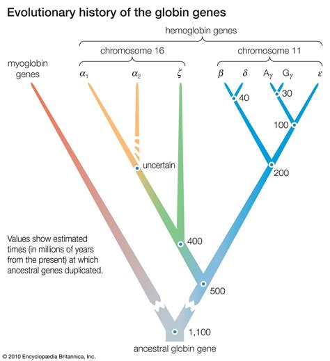 Evolution - Molecular, Genetics, Species | Britannica