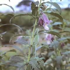 Sesamum orientale (sesame): Go Botany