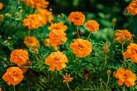 Marigold Flower Meaning and Symbolism You Should Know | Florgeous