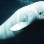 Beluga Whale Meme Generator - Imgflip