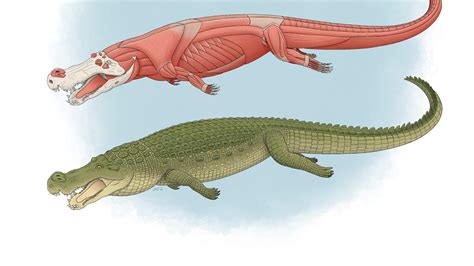 ‘Terror Crocodile’ the Size of a Bus Fed on Dinosaurs, Study Says - The ...