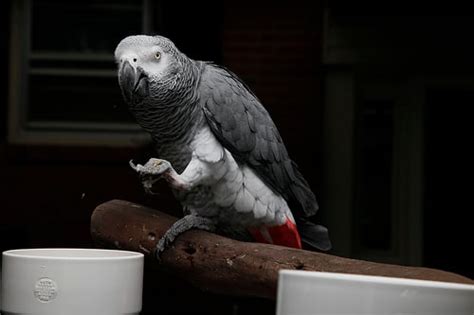 How Much Does African Gray Parrot Cost? | HowMuchIsIt.org