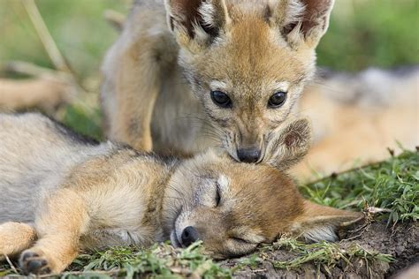 Black-backed Jackal Pups Playing Photograph by Suzi Eszterhas | Fine Art America