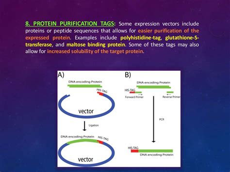 Cloning vectors & gene constructs