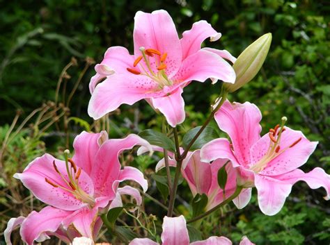 Dursley Garden - Wairarapa, NEW ZEALAND: Pink lilies