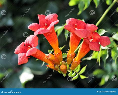 Trumpet vine flowers. stock image. Image of tecoma, creeper - 25731209