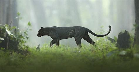 19 Photos Showing A Majestic Black Panther Roaming Through the Jungles Of India | DeMilked