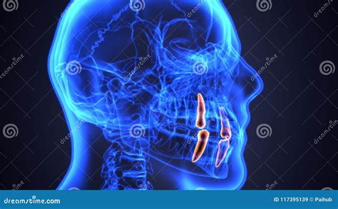 Skeleton And Teeth Anatomy. Medical Accurate 3D Illustration Stock Photography | CartoonDealer ...