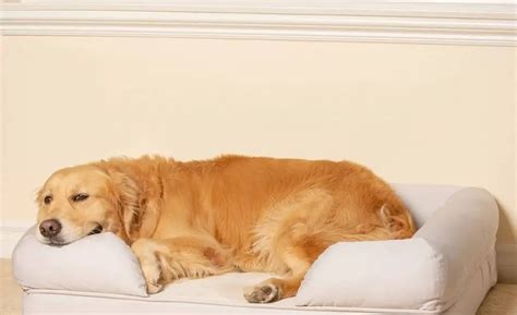 The 3 Best Dog Bed With Bolster And Memory Foam in 2020