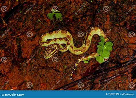 Malabar Pit Viper, Green Morph, Trimeresurus Malabaricus at Amboli Maharashtra Stock Photo ...