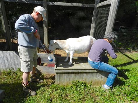 Trimming The Goats’ Hooves | HenCam