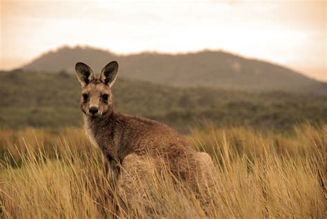 Australia is a unique wonderland of animals - Swain Destinations