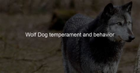 Wolf Dog temperament and behavior - Wolf Dog Love