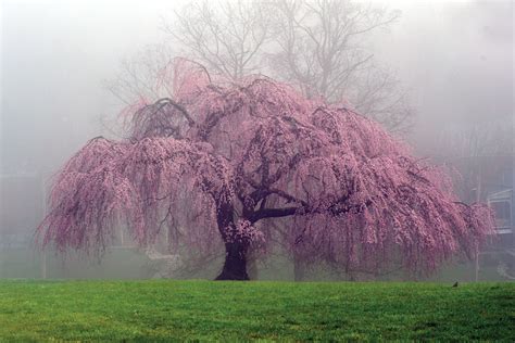 Japanese Weeping Cherry Tree - beardtrimmerformenwahl