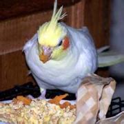 Cockatiels, Healthy and Nutritious Safe Foods, Safe Fruits, Safe Fruits, Safe Vegetables, Safe ...