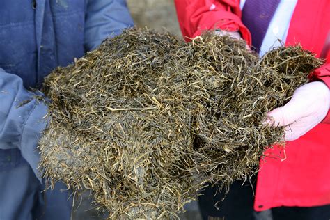 Free Silage Consultation | Making Silage | Cut to Clamp — Cut to clamp