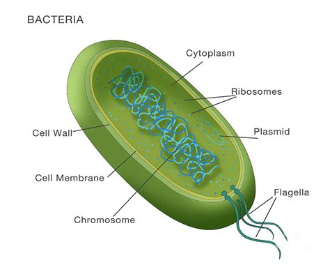 bacterial cell diagram and functions