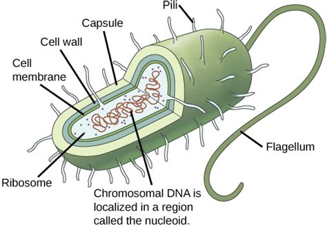 Prokaryotic Cells | Boundless Biology | | Course Hero