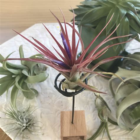 Air Plant - Tillandsia brachycaulos v. multiflora (One Plant) | Little Prince To Go